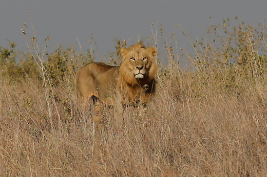 lions 2 oct 18